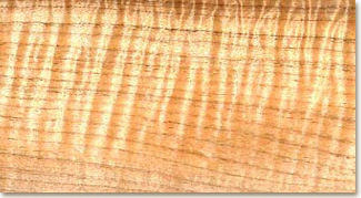 curly maple